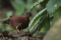 Galloperdix bicalcarata