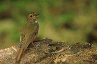 Cyornis banyumas