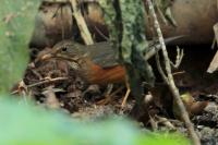 Turdus dissimilis