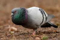 Columba livia domestica