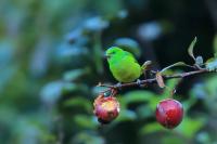 Chlorophonia callophrys