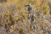 Barbary ground squirrel