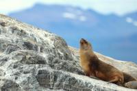 South American sea lion