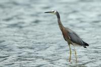 Egretta novaehollandiae