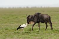 Blue wildebeest