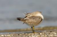 Calidris canutus