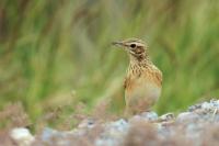 Anthus rufulus