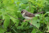 Prinia inornata