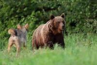 Brown bear