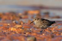 Calidris maritima