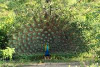 Pavo cristatus