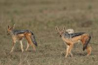 Black-backed jackal