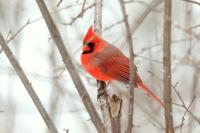 Cardinalis cardinalis