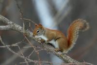 American red squirrel