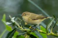 Phylloscopus collybita