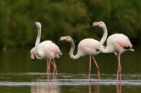 Phoenicopterus roseus