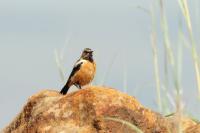 Saxicola bifasciata