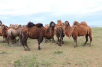 Bactrian camel