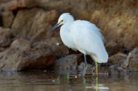 Egretta thula