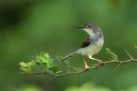 Prinia hodgsonii