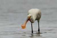 Platalea leucorodia