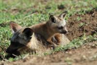 Bat-eared fox