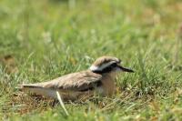 Charadrius pecuarius