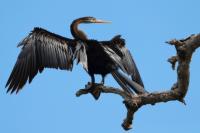 Anhinga melanogaster