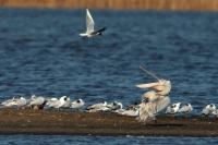 Pelecanus crispus