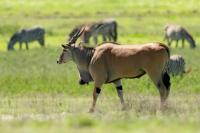 Common eland