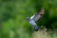 Columba oenas