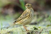 Anthus pratensis