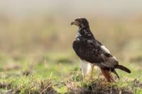 Buteo augur