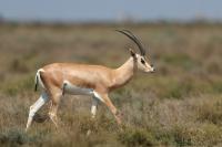 Grant&#039;s gazelle