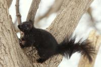 Eastern gray squirrel