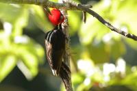 Campephilus guatemalensis 