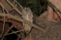 Otus scops