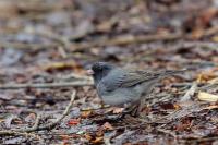 Junco hyemalis