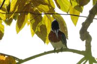 Chloroceryle amazona