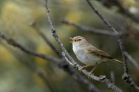 Phylloscopus bonelli