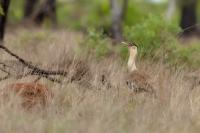 Ardeotis australis