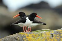 Haematopus ostralegus