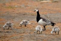 Branta leucopsis