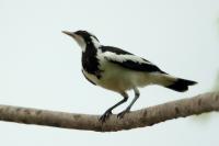 Grallina cyanoleuca