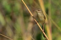 Prinia polychroa