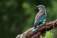 Coracias benghalensis