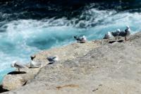 Larus novaehollandie