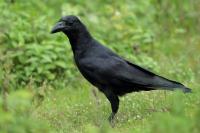 Corvus macrorhynchos