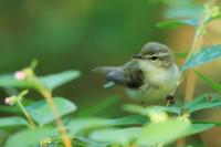 Phylloscopus trochiloides