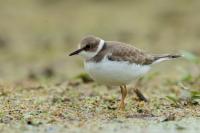 Charadrius dubius